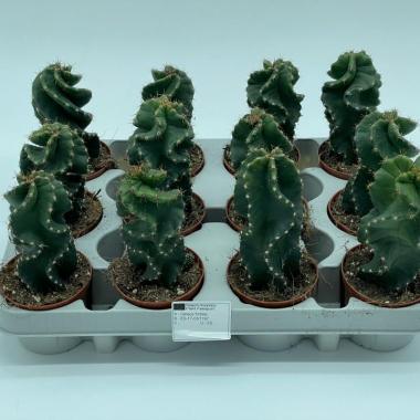053  UNIDAD DE CEREUS FORBESII SPIRALIS M-8,5